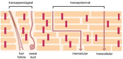 The role of excipients in promoting topical and transdermal delivery: Current limitations and future perspectives